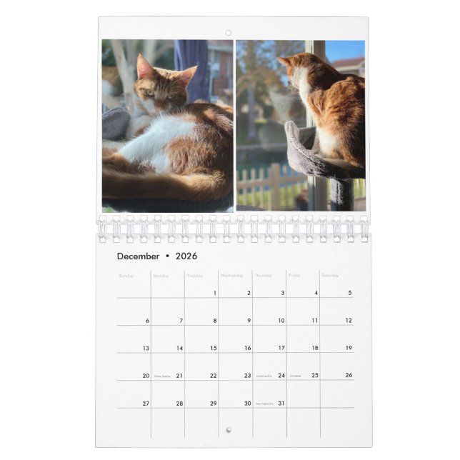 Kitty Cats Kalender (Dez 2026)