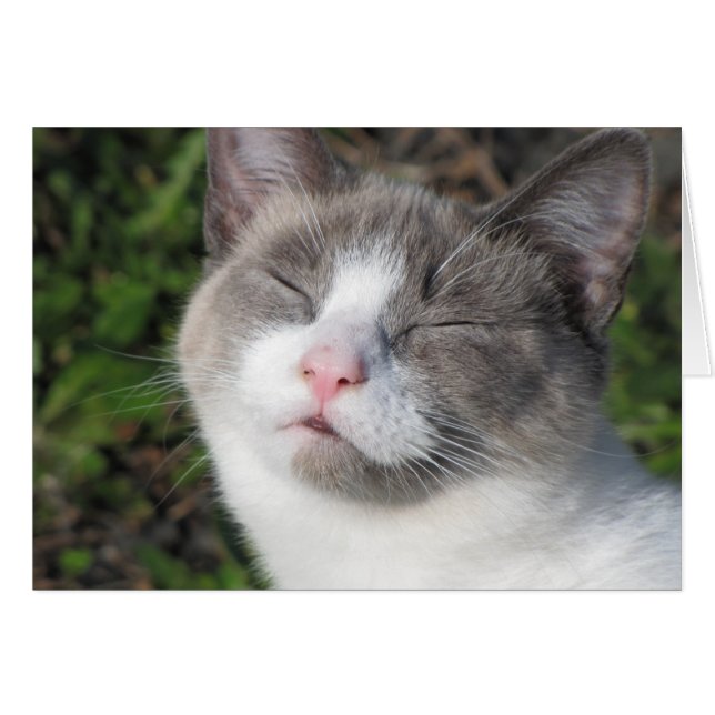 Kitty Face (Vorderseite (Horizontal))