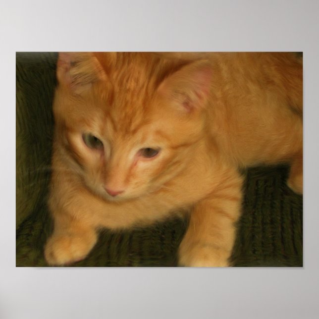 Kitty Foto Print Poster (Vorne)