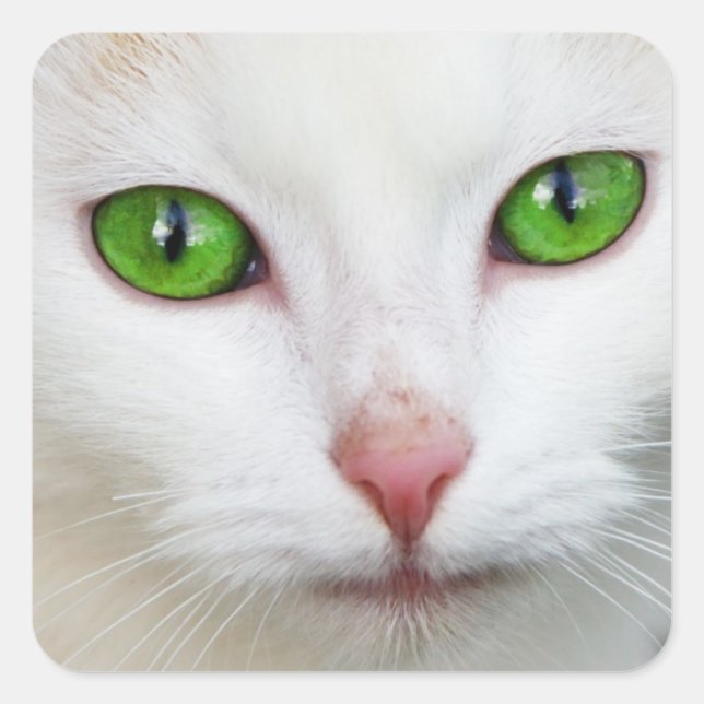 Kitty "Green Eyes" Aufkleber (Vorderseite)