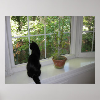 Kitty im Fenster Poster