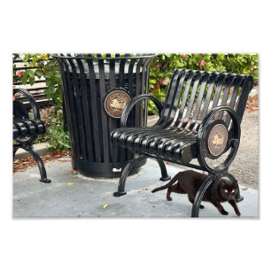 Kitty im Park Fotodruck