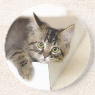 Kitty in einem Box-Untersetzer Sandstein Untersetzer