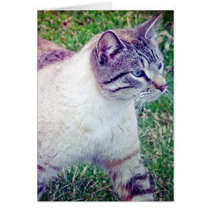 Kitty Jeden Anlaß Card