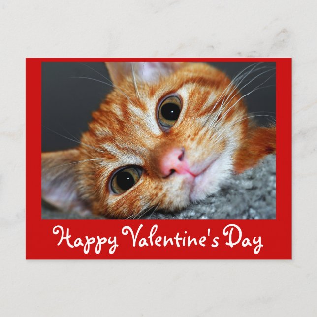 Kitty Kat Feiertagspostkarte (Vorderseite)