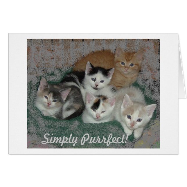 Kitty Liebe (Vorderseite (Horizontal))