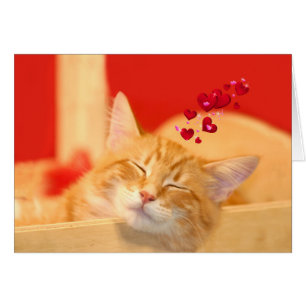 Kitty Liebe auch in Träumen