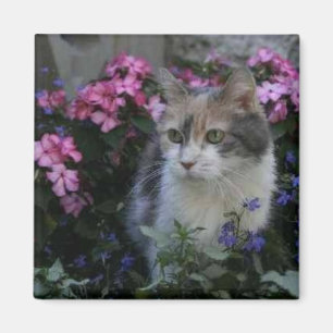 Kitty-Liebe-Magnet Magnet