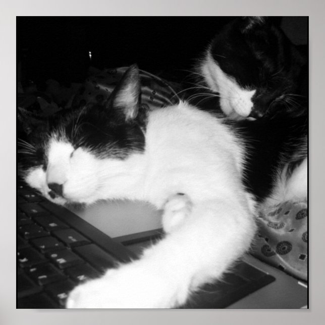 Kitty Lovings... Poster (Vorne)