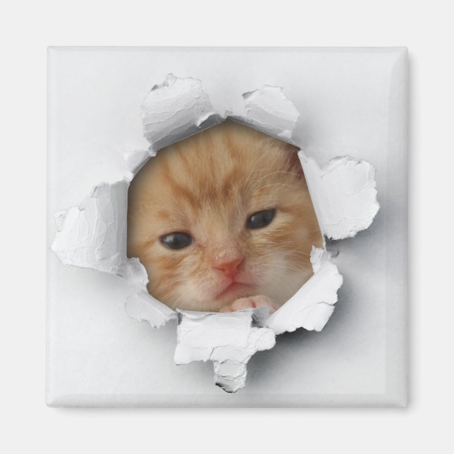 Kitty Magnet (Vorne)