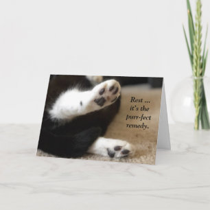 Kitty Paws bekommen gute Karte