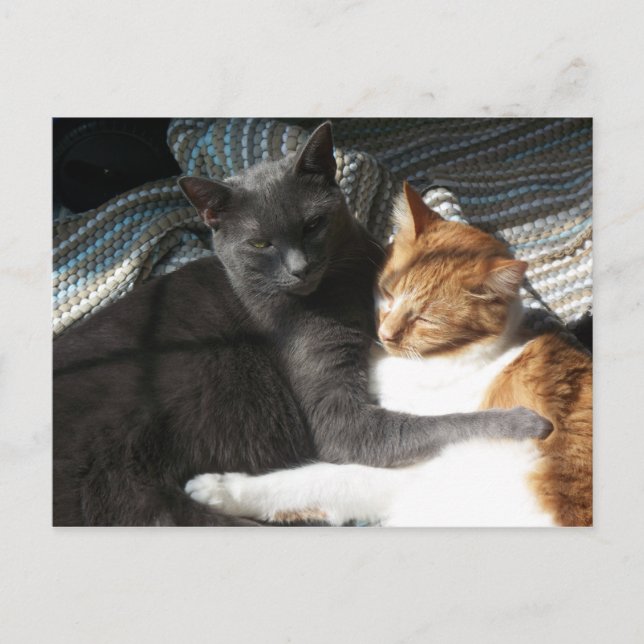 Kitty Postcard Postkarte (Vorderseite)