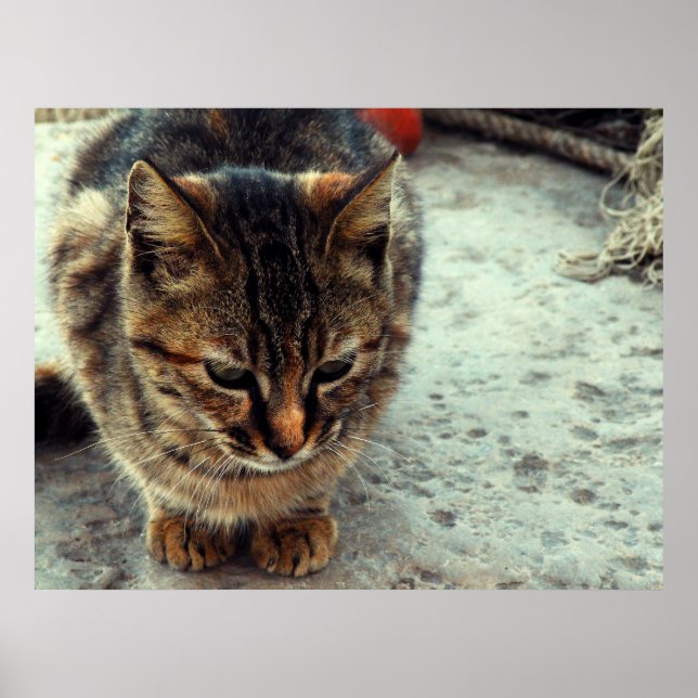 Kitty Poster (Vorne)