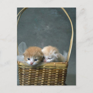 Kitty Postkarte