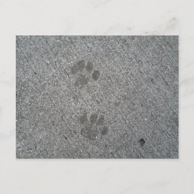 Kitty Prints Postkarte (Vorderseite)