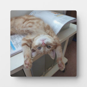 Kitty Relaxing Fotoplatte
