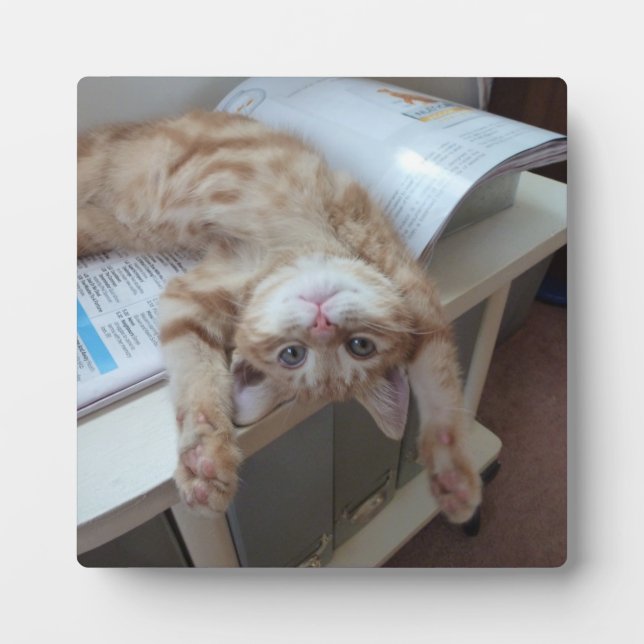 Kitty Relaxing Fotoplatte (Vorderseite)