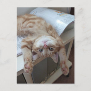 Kitty Relaxing Postkarte