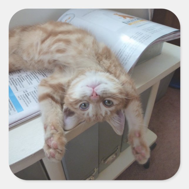 Kitty Relaxing Quadratischer Aufkleber (Vorderseite)