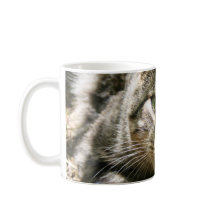Kitty Tasse