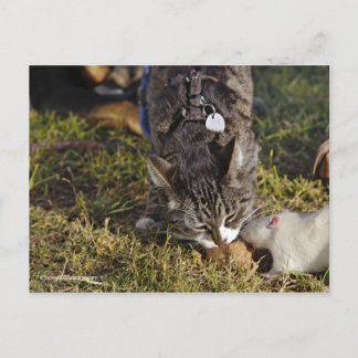 Kitty und Mousey essen gemeinsam Postkarte