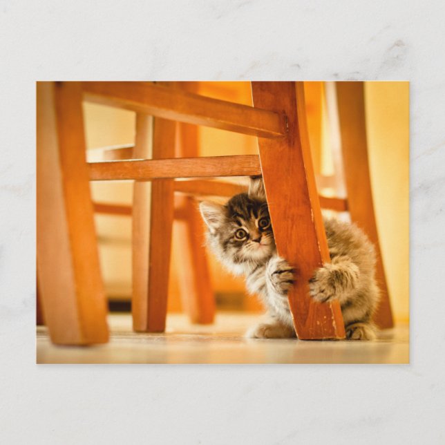 Kitty Under Fleisch Postkarte (Vorderseite)