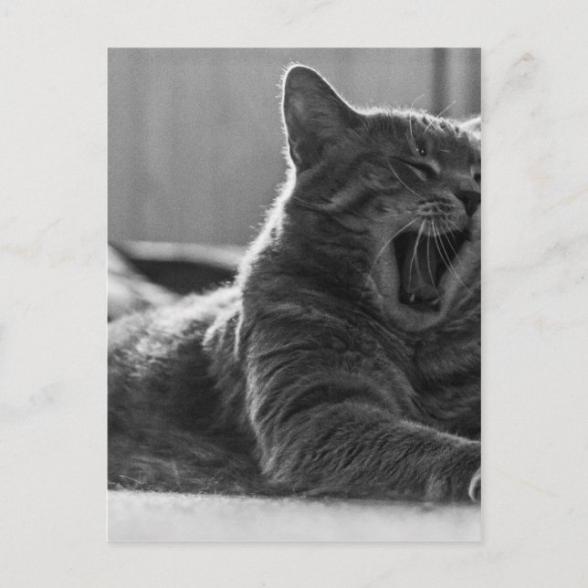 Kitty Yawning Postkarte (Vorderseite)
