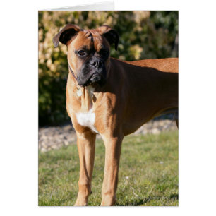 Kitz-Boxer-Hund stehend