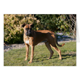 Kitz-Boxer-Hund stehend