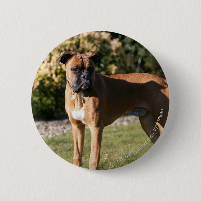 Kitz-Boxer-Hund stehend Button (Vorderseite)