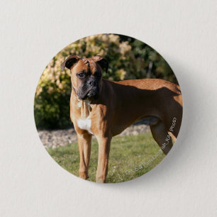 Kitz-Boxer-Hund stehend Button