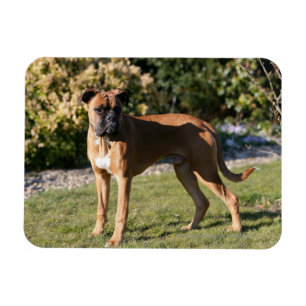 Kitz-Boxer-Hund stehend Magnet