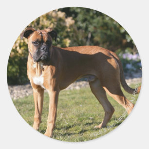 Kitz-Boxer-Hund stehend Runder Aufkleber