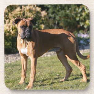 Kitz-Boxer-Hund stehend Untersetzer