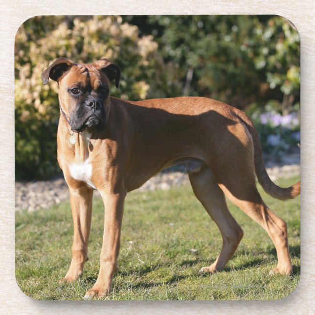 Kitz-Boxer-Hund stehend Untersetzer (Vorderseite)