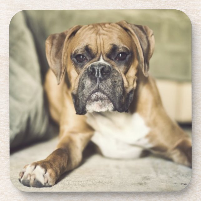 Kitz-Boxer-Welpe Getränkeuntersetzer (Vorderseite)