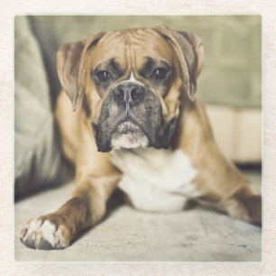 Kitz-Boxer-Welpe Glasuntersetzer