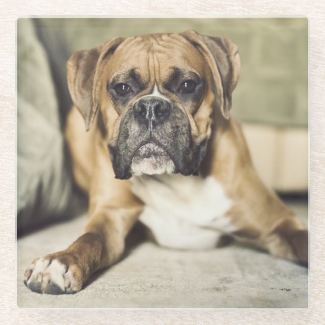 Kitz-Boxer-Welpe Glasuntersetzer (Vorderseite)