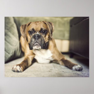 Kitz-Boxer-Welpe Poster