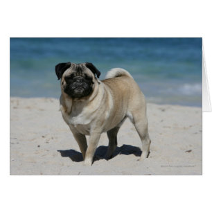 Kitz-Mops am Strand