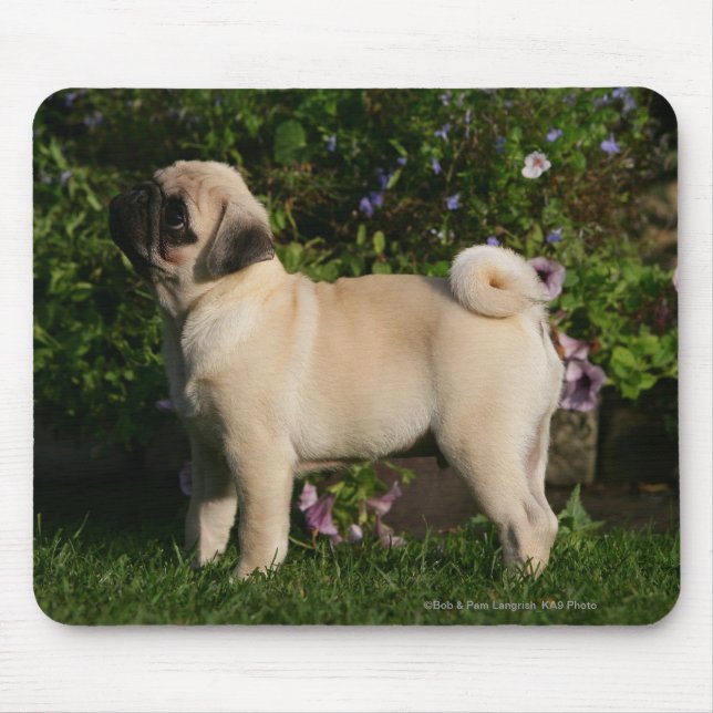 Kitz-Mops-Profil Mousepad (Vorne)