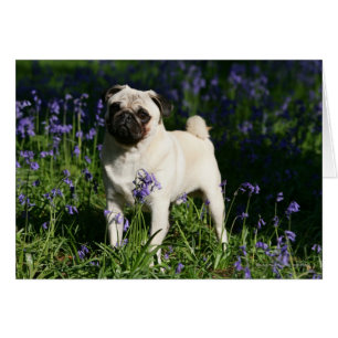 Kitz-Mops stehend in den Bluebells