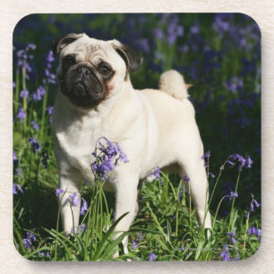 Kitz-Mops stehend in den Bluebells Getränkeuntersetzer
