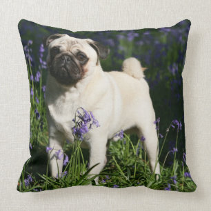 Kitz-Mops stehend in den Bluebells Kissen