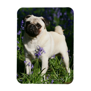 Kitz-Mops stehend in den Bluebells Magnet