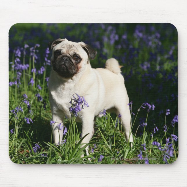 Kitz-Mops stehend in den Bluebells Mousepad (Vorne)