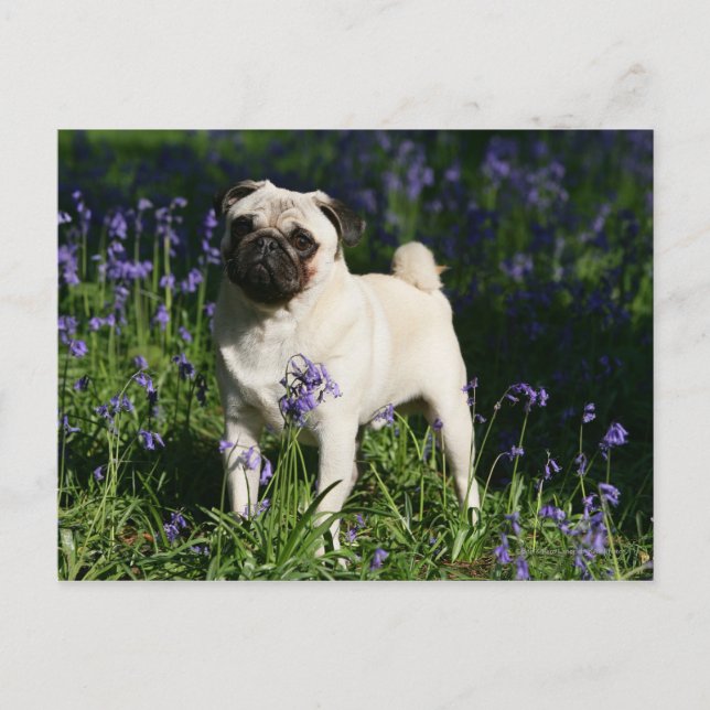 Kitz-Mops stehend in den Bluebells Postkarte (Vorderseite)