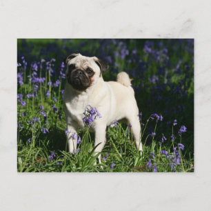 Kitz-Mops stehend in den Bluebells Postkarte