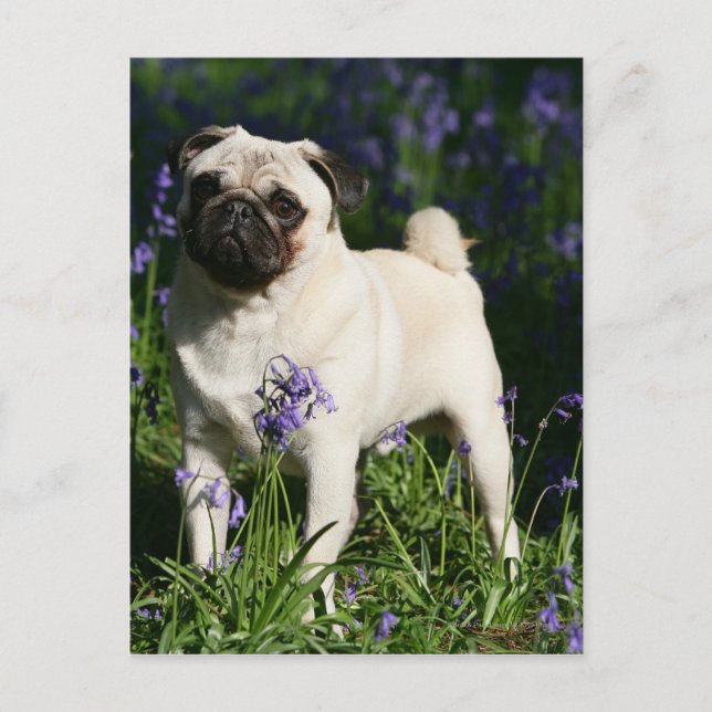 Kitz-Mops stehend in den Bluebells Postkarte (Vorderseite)