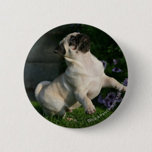 Kitz-Mops-Welpe Button